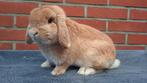 Prachtige minilop x NHD  ram, Dieren en Toebehoren, Konijnen, Mannelijk, Dwerg, Hangoor, 0 tot 2 jaar