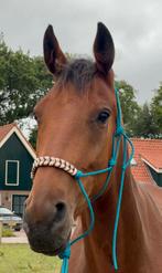 Lieve draver Favorite One ruin 4 jaar, Dieren en Toebehoren, Paarden, Gechipt, B, Ruin, 3 tot 6 jaar