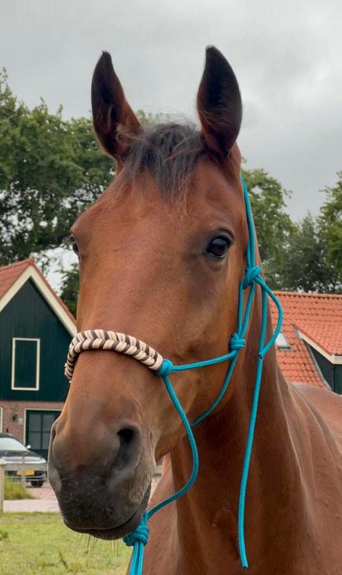 Lieve draver Favorite One ruin 4 jaar, Dieren en Toebehoren, Paarden, Ruin, B, 3 tot 6 jaar, Recreatiepaard, Gechipt, Ontwormd