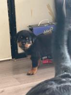 Rottweiler pup reu, Dieren en Toebehoren, Honden | Bulldogs, Pinschers en Molossers, 8 tot 15 weken, Meerdere dieren, Eén hond