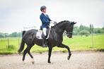 Elite Z2 merrie, Dieren en Toebehoren, Merrie, ZZ, Gechipt, Dressuurpaard