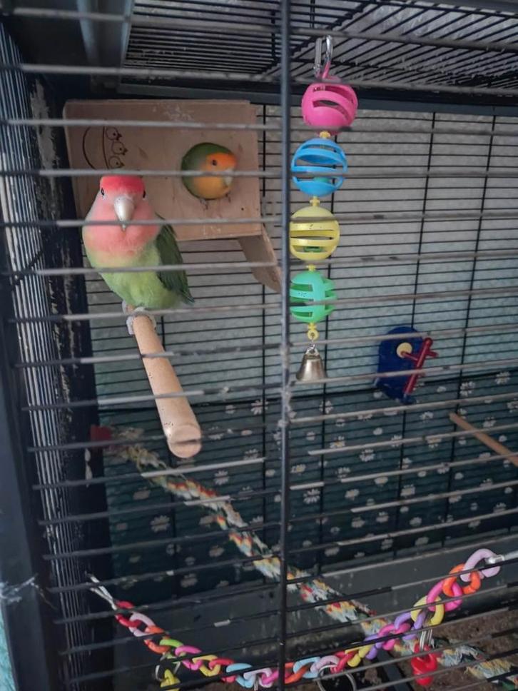 Twee lieve agapornissen met kooi, Dieren en Toebehoren, Vogels | Parkieten en Papegaaien, Dwergpapegaai of Agapornis, Meerdere dieren