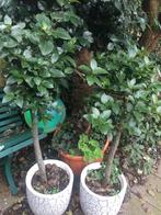 2 X Laurus nobilis. Echte eetbare laurier op stam., Volle zon, Vaste plant, Bloeit niet, Ophalen