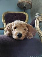 Lieve enthousiaste labradoodle pup, Rabiës (hondsdolheid), Reu, 8 tot 15 weken, Meerdere