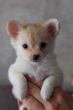 Chihuahua pup, Dieren en Toebehoren, 8 tot 15 weken, Teef, Eén hond, Chihuahua