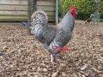 Noord hollandse blauwe kippen 1 jaar oud., Dieren en Toebehoren, Vrouwelijk, Kip