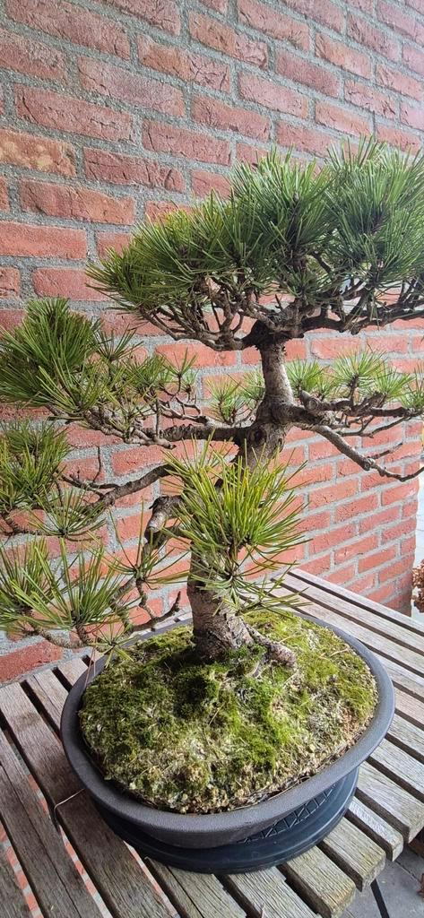 BONSAI PINUS THUNBERGII, Tuin en Terras, Planten | Bomen, Overige soorten, Minder dan 100 cm, Volle zon, Ophalen
