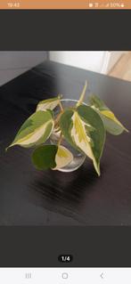 Philodendron cream splash stekken, Huis en Inrichting, Kamerplanten, Ophalen of Verzenden, Overige soorten, Minder dan 100 cm