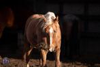 3 jarige KWPN merrie, PROK, Dieren en Toebehoren, Paarden, Merrie, Dressuurpaard