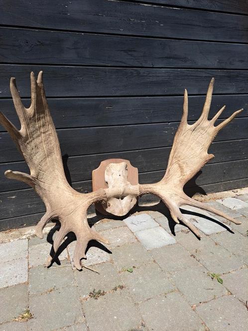 Eland gewei - taxidermie, Verzamelen, Dierenverzamelingen, Gebruikt, Gewei of Kop, Hert, Ophalen