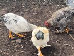 3 hanen 16 weken oud, Dieren en Toebehoren, Pluimvee, Mannelijk, Kip