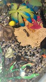 Guppy, Dieren en Toebehoren, Overige soorten