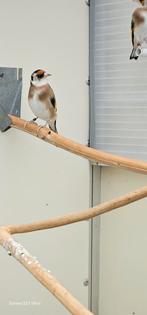 Parva mooie mooie gezonde Vogels