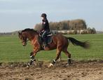 Te koop: Lieve, vriendelijke 14-jarige PROK-goedgek. merrie, Dieren en Toebehoren, Paarden, Merrie, Gechipt, M, 11 jaar of ouder
