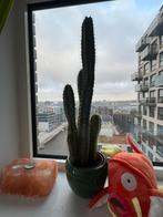 Cactus Pilosocereus pachycladus F.Ritter, Ophalen, Minder dan 100 cm, Volle zon, In pot