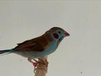 Roodwang blauwfazantje - Uraeginthus bengalus, Meerdere dieren, Tropenvogel, Geringd