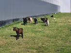 Geiten dek bokken, Dieren en Toebehoren, Schapen, Geiten en Varkens, Mannelijk, Geit, 0 tot 2 jaar