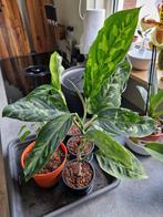 Aglaonema pictum tricolor stekken en planten, camouflage, Huis en Inrichting, Kamerplanten, Ophalen of Verzenden
