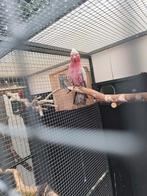 Rose kaketoe man, Dieren en Toebehoren, Mannelijk, Papegaai