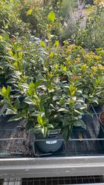 Viburnum ‘tinus’, Tuin en Terras, Ophalen, Overige soorten