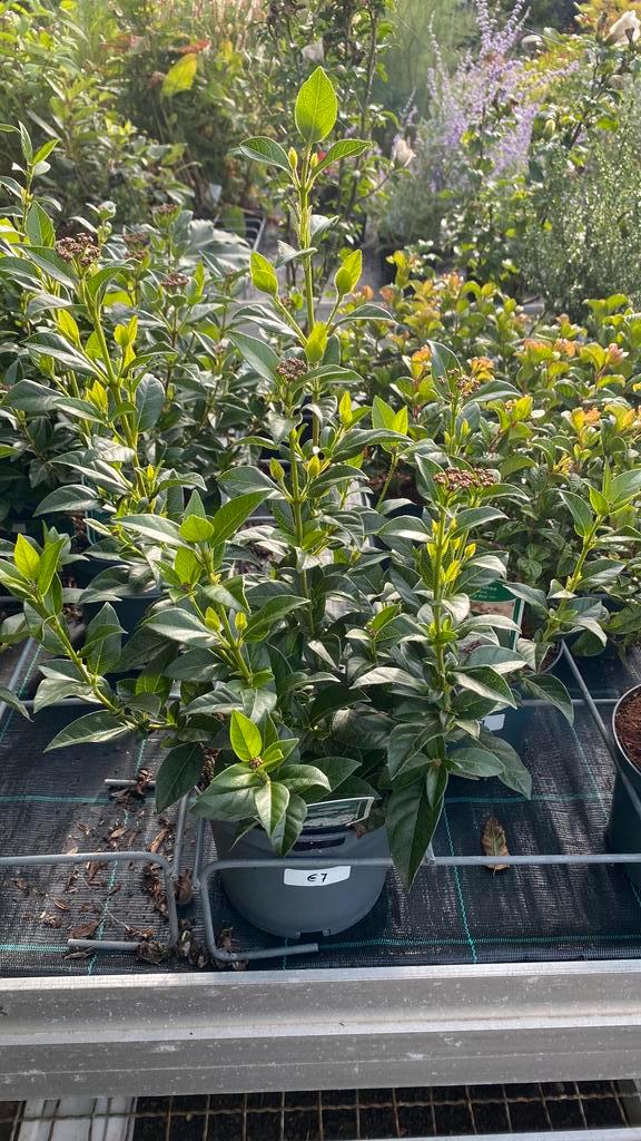 Viburnum ‘tinus’, Tuin en Terras, Planten | Struiken en Hagen, Overige soorten, Ophalen