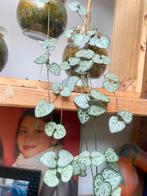 String of hearts / lantaarn plant stekjes, Ophalen of Verzenden, Overige soorten, Minder dan 100 cm
