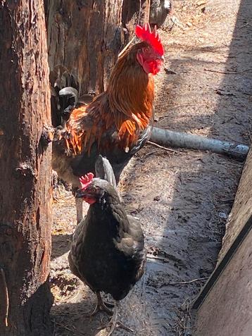 Marans trio tekoop beschikbaar voor biedingen