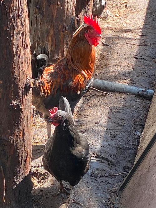 Marans trio tekoop, Dieren en Toebehoren, Pluimvee, Kip, Meerdere dieren