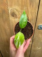 Monstera deliciosa variegata albo white wit mint plant, Ophalen, Halfschaduw, Minder dan 100 cm