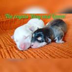 Pomsky pups F2 geboren, Dieren en Toebehoren, Geslacht onbekend, 8 tot 15 weken, Nederland, Eén hond
