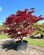 Acer palmatum / Japanse esdoorn in verschillende soorten, Ophalen of Verzenden, Bloeit niet, Halfschaduw, Overige soorten