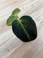 Philodendron Melanochrysum Stekje, Huis en Inrichting, Kamerplanten, Overige soorten, In pot, Minder dan 100 cm, Groene kamerplant