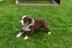 australian shepherd pups, Dieren en Toebehoren, Honden | Niet-rashonden, Rabiës (hondsdolheid), 8 tot 15 weken, Meerdere, Meerdere dieren