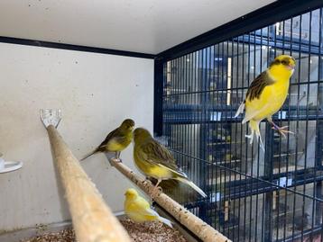 Mooie mannelijke kanaries | Goede zangvogel | Kanarie beschikbaar voor biedingen