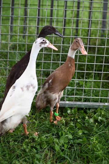 Indische loopeenden beschikbaar voor biedingen