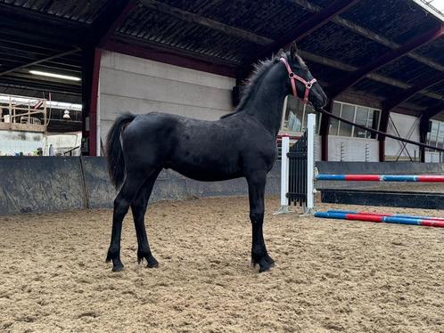 Prachtig mooi veulen, Dieren en Toebehoren, Paarden, Hengst, Niet van toepassing, 0 tot 2 jaar, Dressuurpaard, Met stamboom, Gechipt