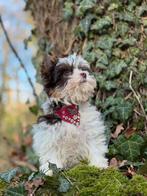 Yorkshire Terriër Biro xxs Tacup meisje, Dieren en Toebehoren, Honden | Jack Russells en Terriërs, Yorkshire Terriër, Fokker | Hobbymatig
