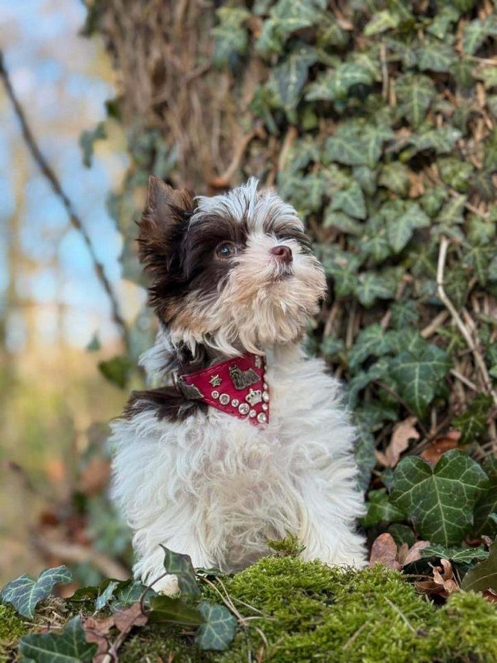 Yorkshire Terriër Biro xxs Tacup meisje, Dieren en Toebehoren, Honden | Jack Russells en Terriërs, Teef, Yorkshire Terriër, Fokker | Hobbymatig