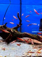 Nannostomus morthenthaleri, Dieren en Toebehoren, Vis, Zoetwatervis, Schoolvis