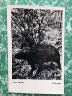 ansichtkaart a130) Wildvarken of zwijn op de Veluwe., Ophalen of Verzenden, 1960 tot 1980, Gelopen, Gelderland
