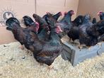 Jonge tamme Barnevelder krielkippen Gesekst en Ingeënt, Dieren en Toebehoren, Pluimvee, Meerdere dieren, Kip