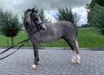 Te koop: prachtige en lieve welsh a pony ruin💖🦄, Dieren en Toebehoren, Pony's, B, Ruin, 3 tot 6 jaar, Gechipt