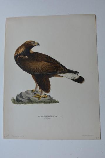 AREND STEENAREND AQUILA CHRYSAËTUS ORIGINELE LITHO 1929 VE4 beschikbaar voor biedingen