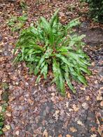 grote tong varen, Ophalen, Vaste plant, Overige soorten, Volle zon