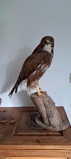 Opgezette Buizerd op Houten Sokkel, Ophalen