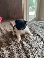 Prachtige Pomeriaan pups reu/teefje, Dieren en Toebehoren, Honden | Poolhonden, Keeshonden en Oertypen, 8 tot 15 weken, Meerdere