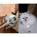 2 Raszuivere Ragdoll Blue Mitted & Chocolade Point Kittens, Kater, Met stamboom, 0 tot 2 jaar