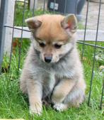 pomchi pups, Dieren en Toebehoren, Honden | Chihuahua's en Gezelschapshonden, Nederland, Overige rassen, 8 tot 15 weken, Meerdere