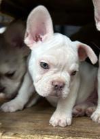 Franse Bulldog pups mét neusje!  Klaar om te verhuizen, CDV (hondenziekte), 8 tot 15 weken, Bulldog, Meerdere