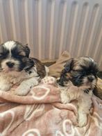 PRACHTIGE RASZUIVERE SHIH TZU PUPS, Parvo, Overige rassen, 8 tot 15 weken, Meerdere